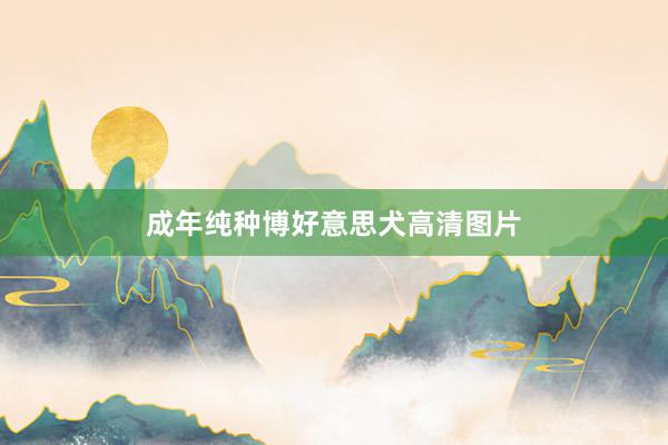 成年纯种博好意思犬高清图片